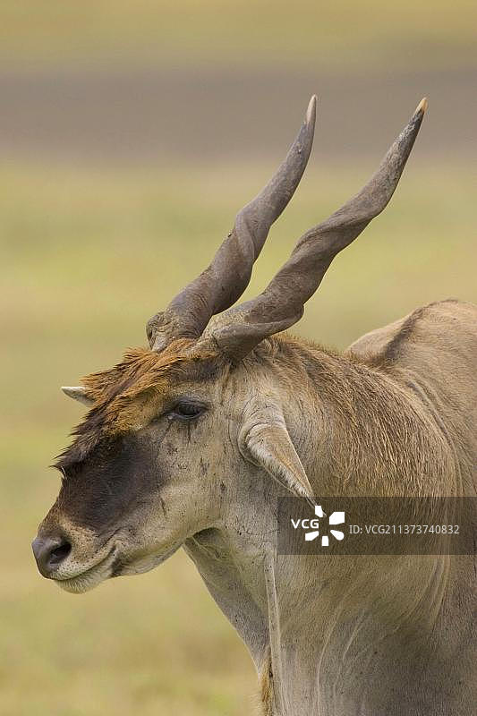 非洲坦桑尼亚恩戈罗恩戈罗火山口的普通大羚羊公牛头部肖像图片素材