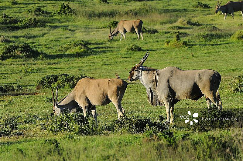 非洲大羚羊图片素材