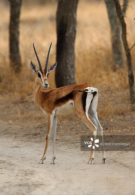 成年格兰特瞪羚站在土路上，非洲埃塞俄比亚阿比亚塔-沙拉湖国家公园图片素材