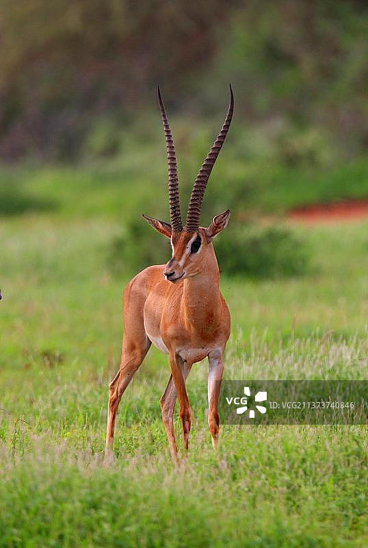 肯尼亚察沃东国家公园雨后平原上的雄性格兰特瞪羚图片素材