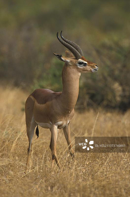 长颈鹿、瞪羚、长颈羚，肯尼亚非洲图片素材