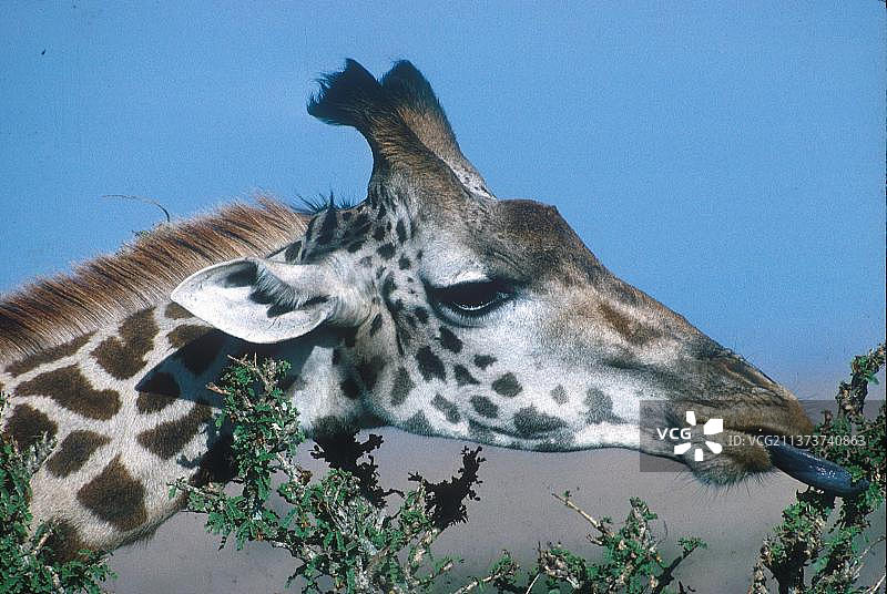 肯尼亚马赛长颈鹿图片素材