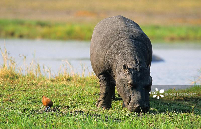 博茨瓦纳莫雷米野生动物保护区，非洲爪哇鹮与河马在库怀河畔图片素材