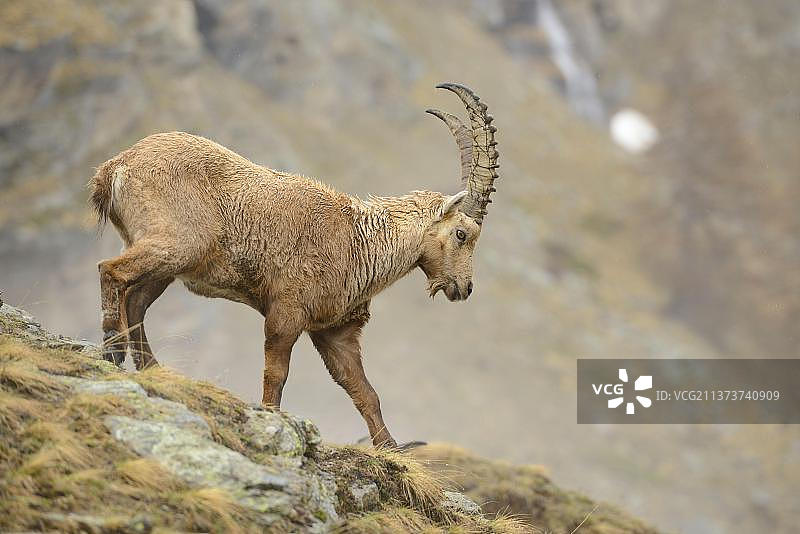 阿尔卑斯山羚：成年雄性下坡行走图片素材