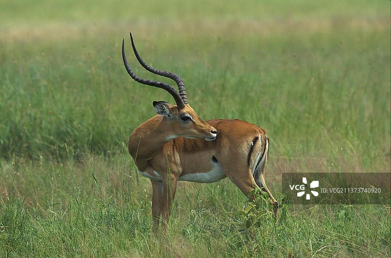非洲坦桑尼亚恩杜图的雄性黑斑羚图片素材
