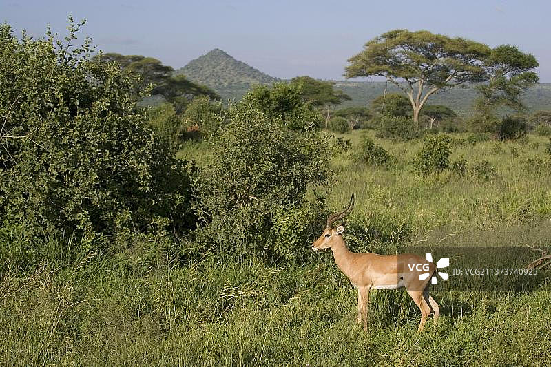 黑斑羚：坦桑尼亚塔兰吉雷国家公园的雄性羚羊图片素材