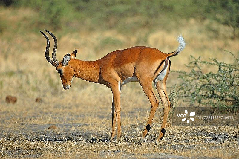 非洲博茨瓦纳的成年黑斑羚图片素材