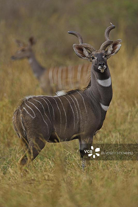 小捻角羚，非洲肯尼亚察沃图片素材