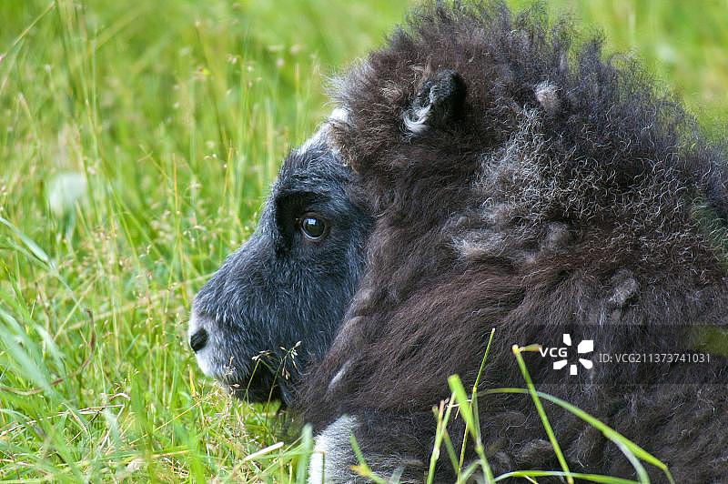 阿拉斯加野生动物保护中心草地上的麝牛幼崽头部特写图片素材