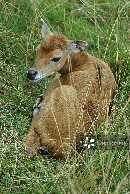 草地上蜷缩着的蓝牛（Boselaphus tragocamelus）幼崽图片素材