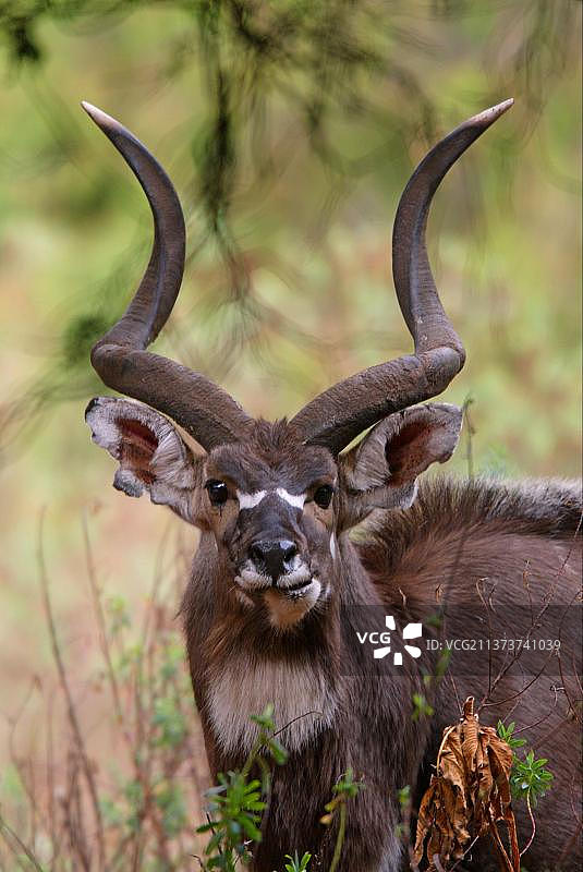 埃塞俄比亚巴莱山国家公园的山地羚羊头部特写图片素材