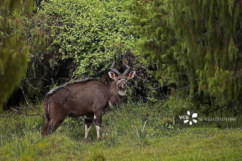 非洲埃塞俄比亚巴莱山区：成年山地尼亚拉羚羊图片素材