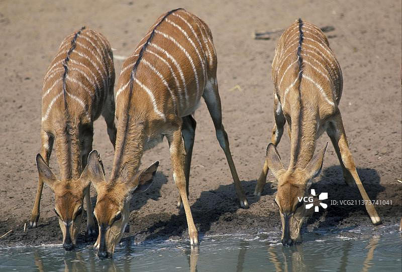 尼亚拉羚羊图片素材
