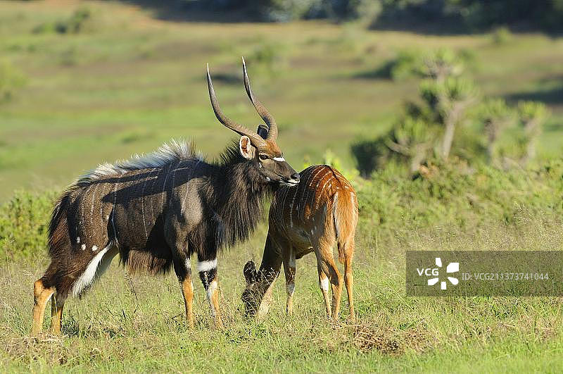 非洲南非东开普省，雄性尼亚拉羚羊（Tragelaphus angasii）成年对在求偶图片素材