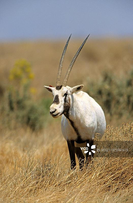 白色阿拉伯羚羊图片素材