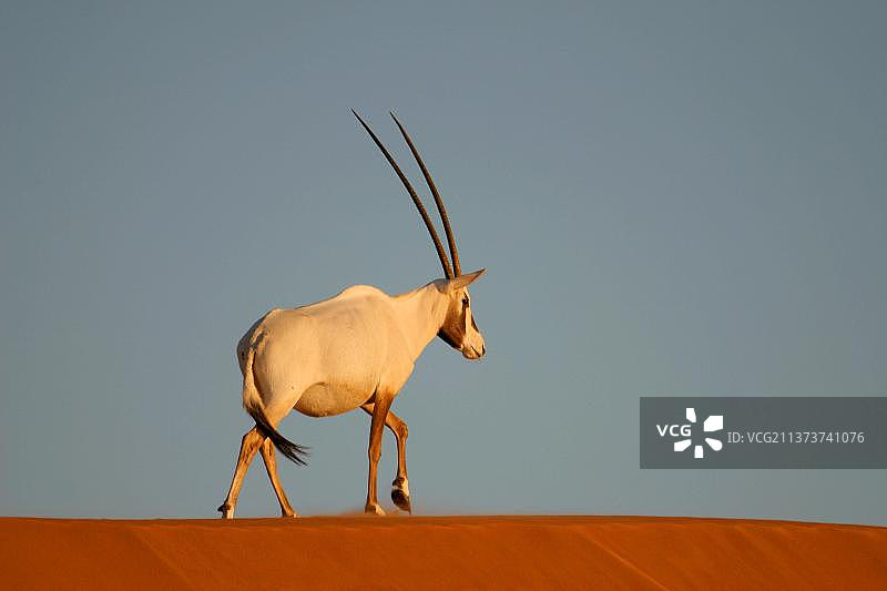 白色阿拉伯羚羊图片素材