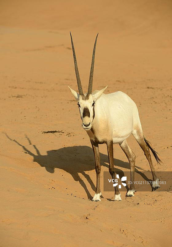 白色阿拉伯羚羊图片素材