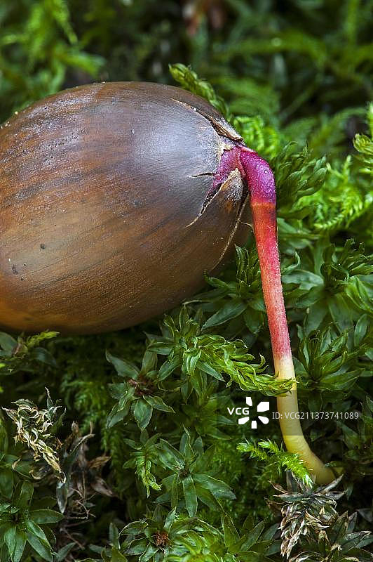 英国栎树橡子与秋季苔藓中的新芽图片素材