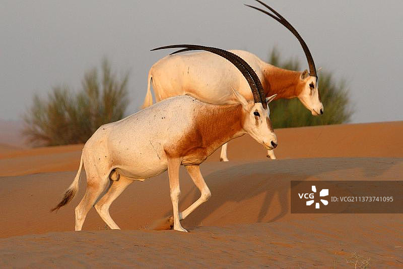 弯角剑羚，羚羊，偶蹄类动物，哺乳动物，动物，两只成年弯角剑羚在迪拜沙漠保护区沙丘上行走图片素材