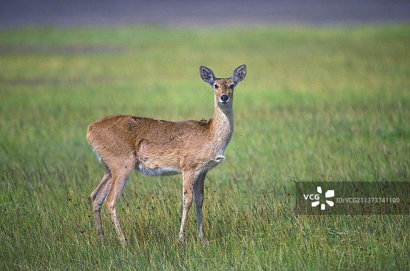 雌性苇羚图片素材