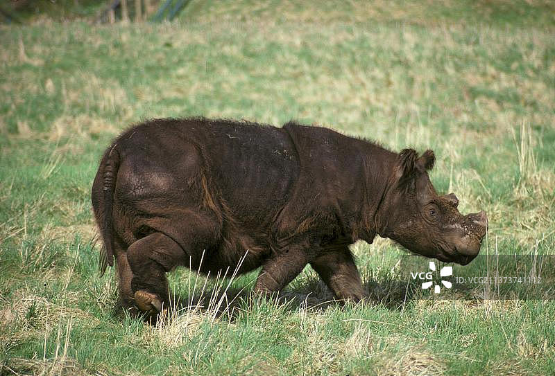 苏门答腊犀牛图片素材