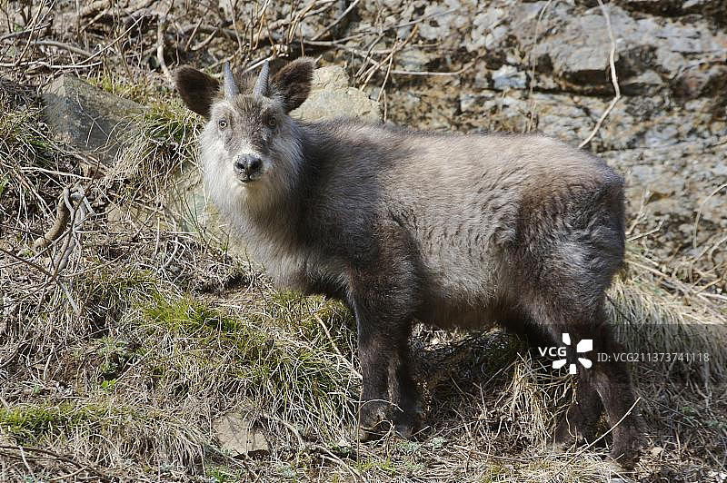 日本髭羚成年个体在地狱谷山坡图片素材