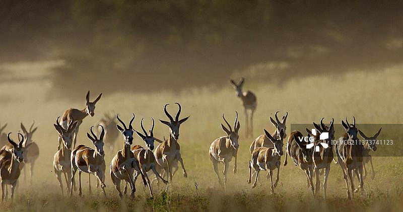 跳羚奔跑场景（南非卡拉哈里跨国公园）图片素材