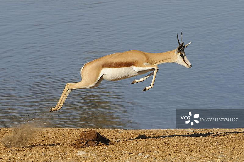 跳羚，羚羊，偶蹄类动物，哺乳动物，动物，成年跳羚在水坑旁跳跃，纳米比亚埃托沙国家公园，非洲图片素材