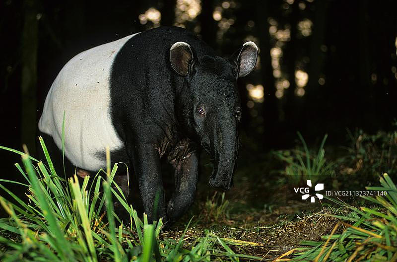 马来貘图片素材