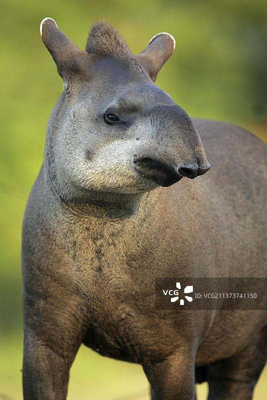 巴西貘成年个体头部特写图片素材