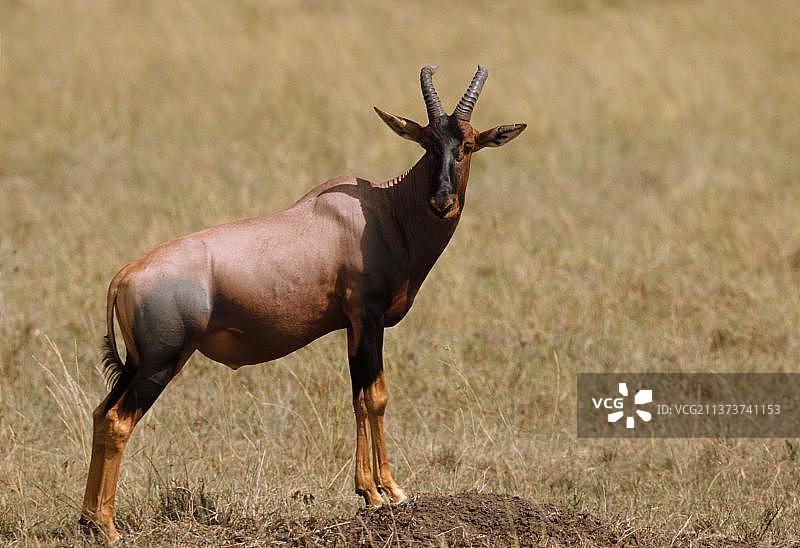 非洲肯尼亚马赛马拉的托比羚羊图片素材