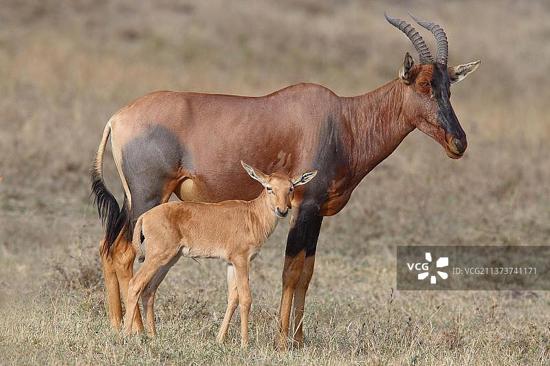 非洲肯尼亚马赛马拉的Lyra羚羊图片素材