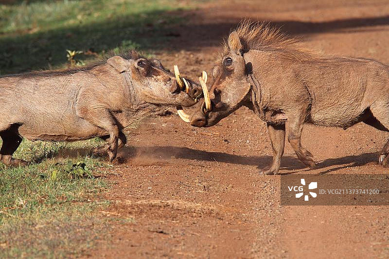 普通疣猪：两只成年雄性在赛道上争斗，肯尼亚阿伯代尔国家公园图片素材