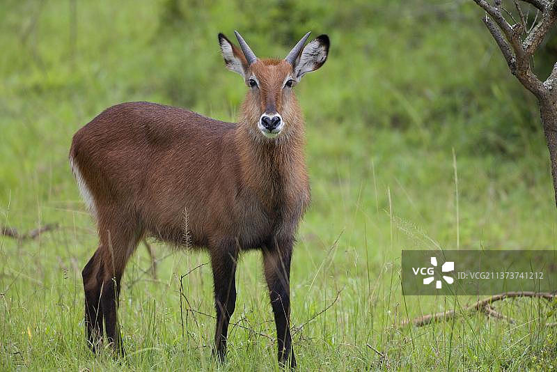 非洲水羚：常见水羚（Kobus ellipsiprymnus）幼年雄性，站立在乌干达姆布罗湖国家公园的稀树草原上图片素材