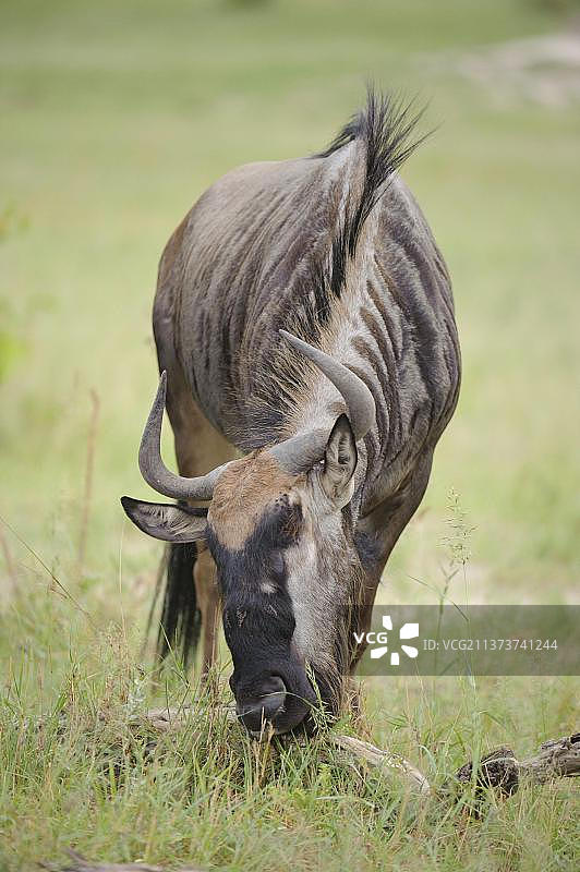 成年蓝角马在博茨瓦纳林扬蒂的宽多泻湖草地上吃草，非洲图片素材