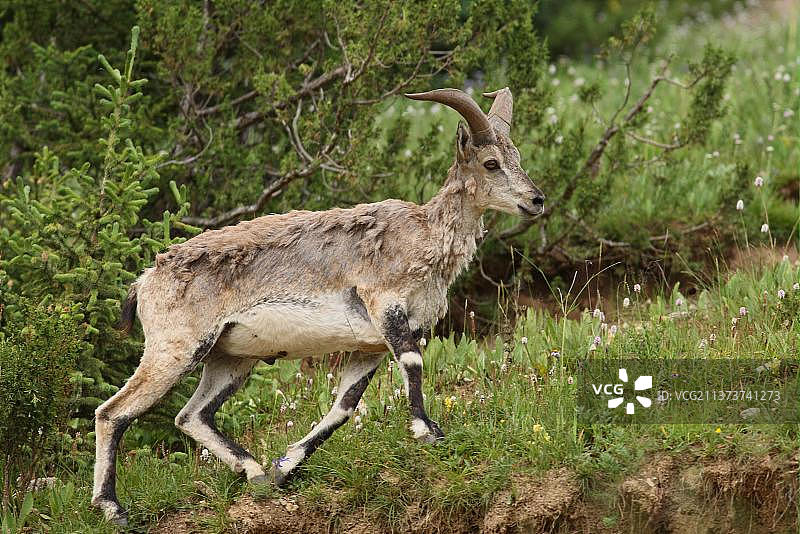 中国青海省南部囊谦附近的成年雄性岩羊图片素材