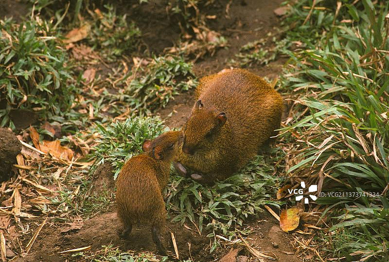 中美洲刺豚鼠，中美洲，啮齿动物，哺乳动物，动物，成年中美洲刺豚鼠与幼崽，鼻子对着鼻子，哥斯达黎加，中美洲图片素材