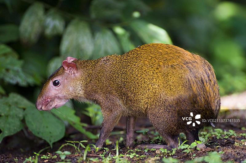 站立在巴拿马Soberiana国家公园低地雨林中的中美刺豚鼠图片素材