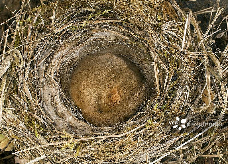 榛睡鼠图片素材