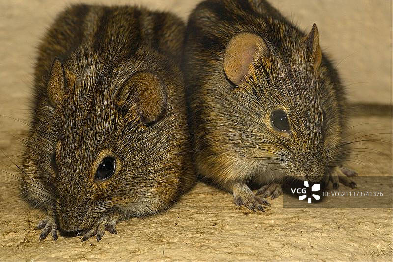 条纹草鼠（四纹非洲鼠），小鼠，啮齿动物，哺乳动物，动物，两只成年四纹非洲鼠特写，南非，非洲图片素材