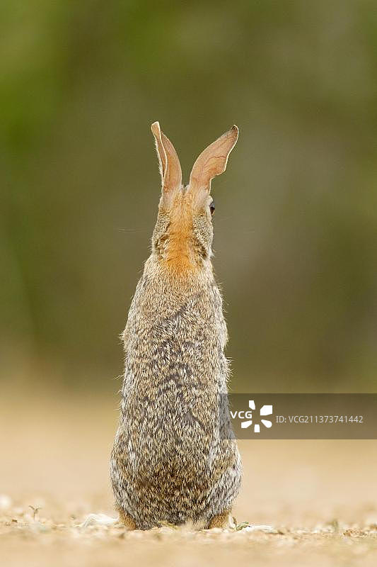 佛罗里达州棉尾兔图片素材