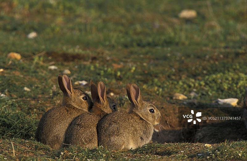 欧洲兔（Oryctolagus cuniculus）三只幼兔排排坐图片素材