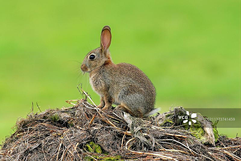 欧洲兔幼兔，在英国诺福克的植被堆上图片素材
