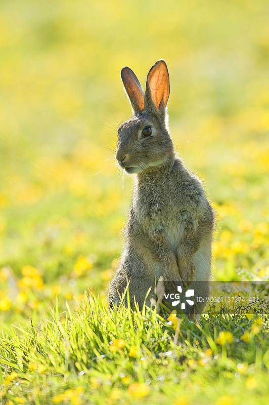 成年欧洲兔在英国肯特郡福克斯通的沿海草原上保持警惕图片素材