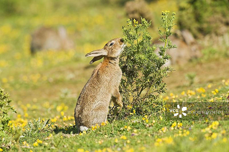 在英格兰肯特郡福克斯通的沿海草原上，成年欧洲野兔以豚草为食图片素材