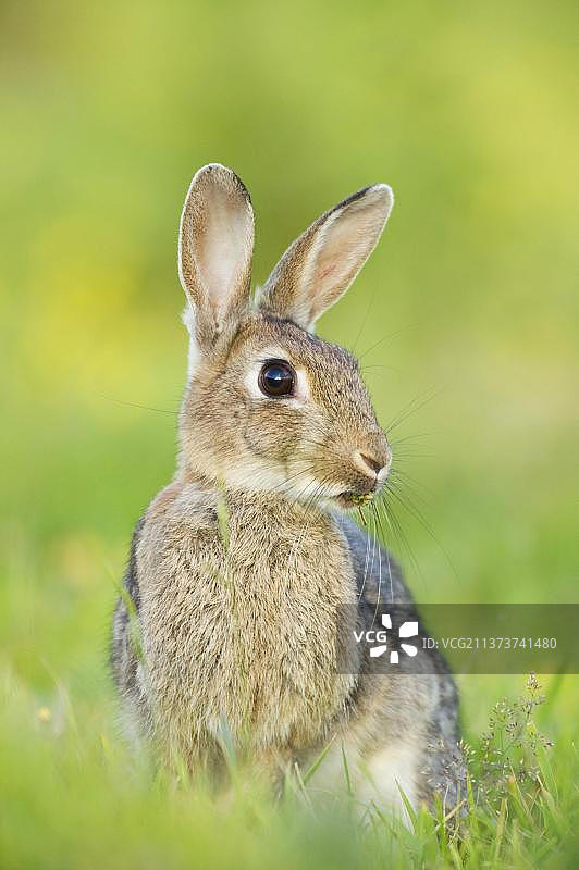 欧洲野兔（Oryctolagus cuniculus），成年，在沿海草地觅食，英国肯特郡福克斯通，北丘，夏季图片素材
