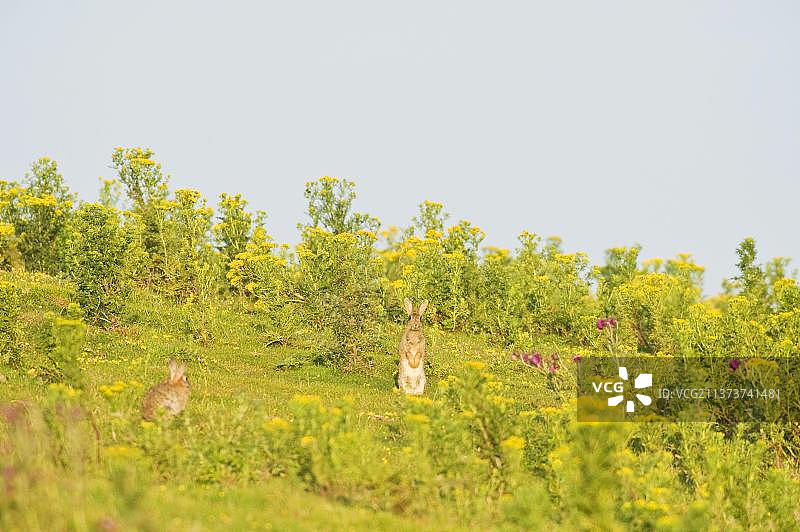 在英国肯特郡福克斯通的沿海草原上，一只欧洲野兔（Oryctolagus cuniculus）成年个体保持警惕图片素材