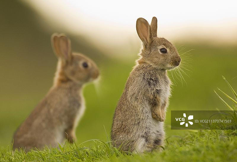 欧洲兔（Oryctolagus cuniculus）：两只幼兔在兔穴附近直立坐着，诺福克，英国图片素材