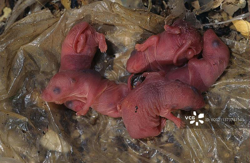 家鼠、家养鼠、啮齿动物、鼠、大家鼠、哺乳动物、动物、黑家鼠（Rattus rattus）新生儿图片素材