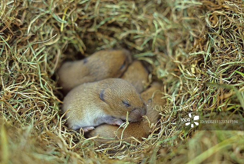 苏格兰欧洲田鼠幼崽窝图片素材